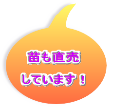 苗も直売  しています！
