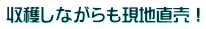 収穫しながらも現地直売！