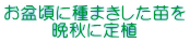 お盆頃に種まきした苗を 晩秋に定植