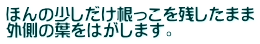 ほんの少しだけ根っこを残したまま 外側の葉をはがします。