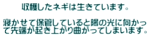 収穫したネギは生きています。  寝かせて保管していると陽の光に向かっ て先端が起き上がり曲がってしまいます。