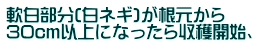 軟白部分(白ネギ)が根元から 30cm以上になったら収穫開始、
