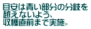目安は青い部分の分岐を 越えないよう、 収穫直前まで実施。