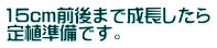 15cm前後まで成長したら 定植準備です。