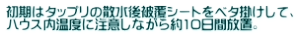 初期はタップリの散水後被覆シートをベタ掛けして、 ハウス内温度に注意しながら約10日間放置。