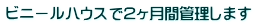 ビニールハウスで2ヶ月間管理します