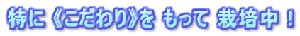 特に 《こだわり》を もって 栽培中！