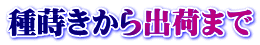 種蒔きから出荷まで