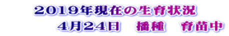 2019年現在の生育状況         4月24日　播種　育苗中