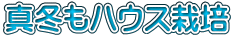 真冬もハウス栽培