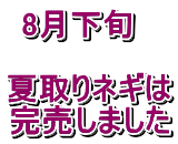 8月下旬　  夏取りネギは 完売しました