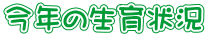 今年の生育状況 