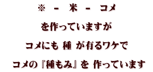 ※  -　米  -　コメ  を作っていますが  コメにも 種 が有るワケで  　コメの 『種もみ』 を 作っています 