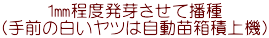 1㎜程度発芽させて播種 （手前の白いヤツは自動苗箱積上機）