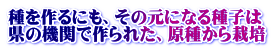 種を作るにも、その元になる種子は 県の機関で作られた、原種から栽培